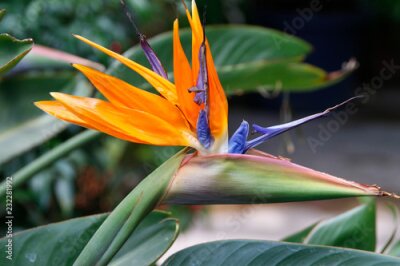 Papier peint  Fleur de l'oiseau de paradis (Strelitzia)