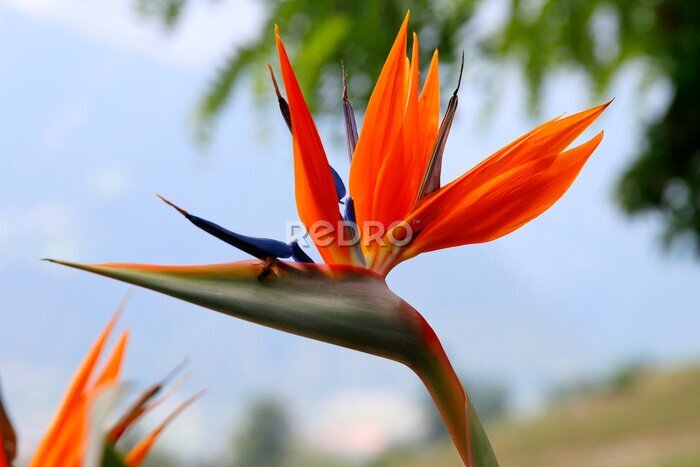 Papier peint  Fleur de l'oiseau de paradis (Strelitzia)