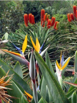 Papier peint  Fleur de l'oiseau de paradis, Strelitzia (Strelitzia reginae), Funchal, Madère, Portugal