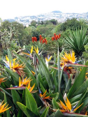 Papier peint  Fleur de l'oiseau de paradis, Strelitzia (Strelitzia reginae), Funchal, Madère, Portugal