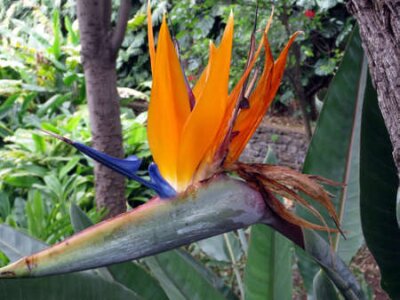 Papier peint  Fleur de l'oiseau de paradis, Strelitzia (Strelitzia reginae), Funchal, Madère, Portugal