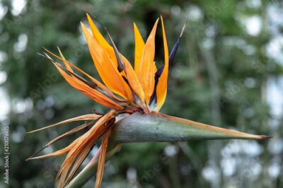 Papier peint  Fleur de l'oiseau du paradis (strelitzia)