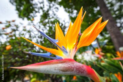 Papier peint  Fleur de l'Oiseau du Paradis, Strelitzia