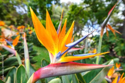 Papier peint  Fleur de l'Oiseau du Paradis, Strelitzia