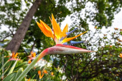 Papier peint  Fleur de l'Oiseau du Paradis, Strelitzia