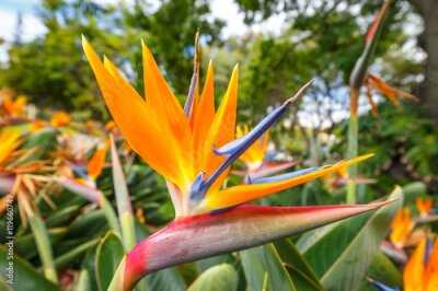 Papier peint  Fleur de l'Oiseau du Paradis, Strelitzia
