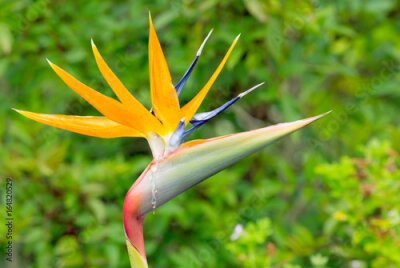 Papier peint  Fleur de l'oiseau du paradis, Strelitzia