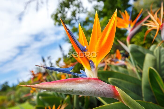 Papier peint  Fleur de l'Oiseau du Paradis, Strelitzia