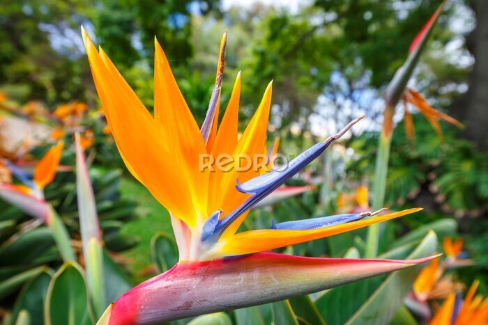 Papier peint  Fleur de l'Oiseau du Paradis, Strelitzia