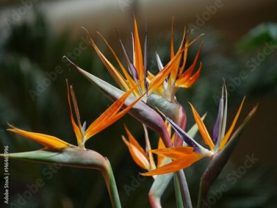 Papier peint  Fleur de l'oiseau du paradis (Strelitzia) L'oiseau du paradis est une fleur tropicale, également connue sous le nom de fleur de grue