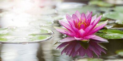 Papier peint  Fleur de lotus rose sur l'eau