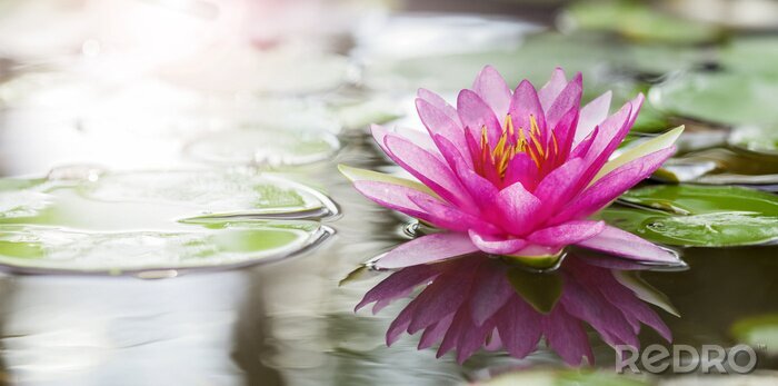 Papier peint  Fleur de lotus rose sur l'eau