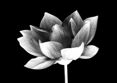 Papier peint  Fleur de Lotus sur fond noir