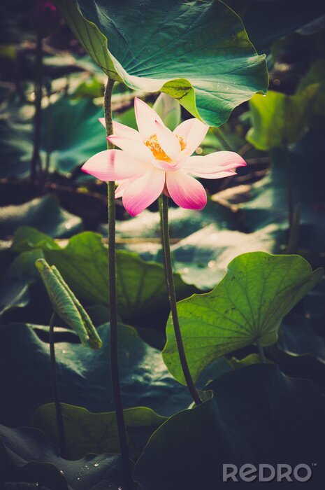 Papier peint  Fleur de lotus sur l'eau