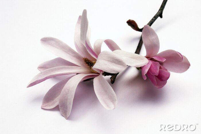 Papier peint  fleur de magnolia