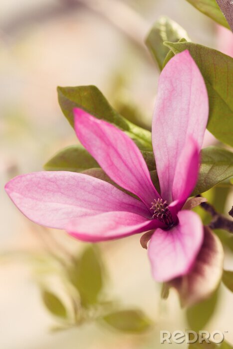 Papier peint  Fleur de magnolia
