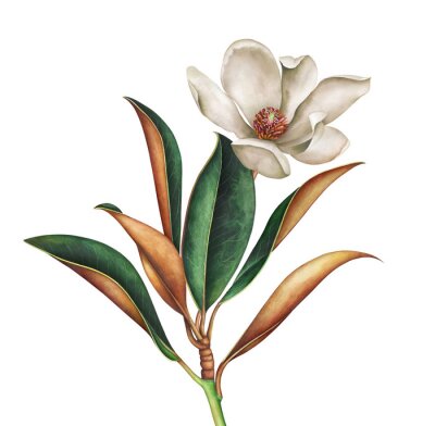 Papier peint  Fleur de magnolia entourée de feuilles vert-brun