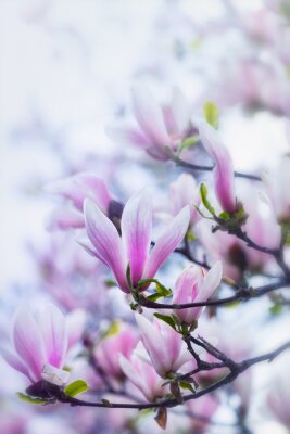 Papier peint  Fleur de magnolia et nature