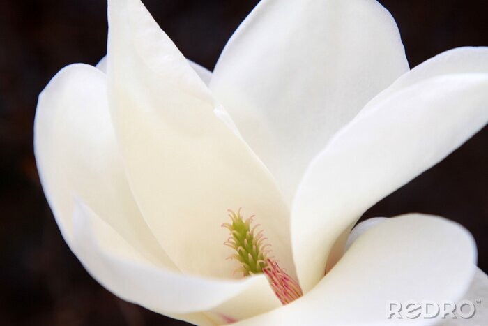 Papier peint  fleur de magnolia étamine