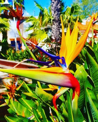 Papier peint  Fleur de paradis - oiseaux de paradis - Strelitzia reginae (Strelitzia reginae)