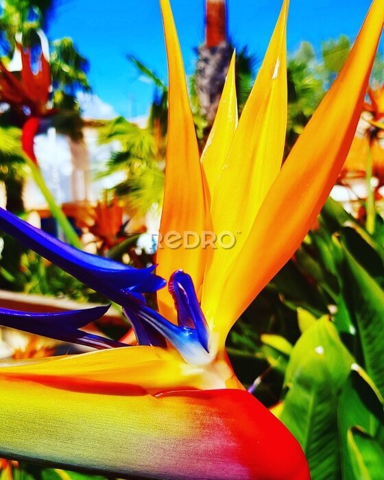 Papier peint  Fleur de paradis - oiseaux de paradis - Strelitzia reginae (Strelitzia reginae)