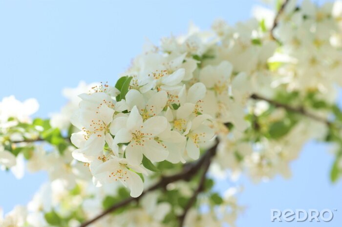 Papier peint  Fleur de pommier et nature