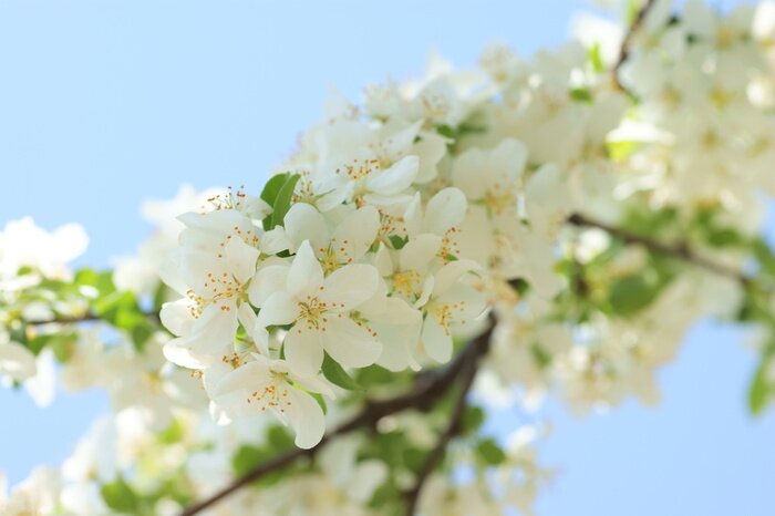 Papier peint  Fleur de pommier et nature