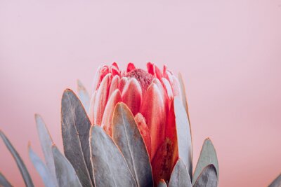Fleur de protea rouge sur un fond rose