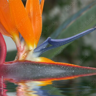 Papier peint  fleur de Strelitzia