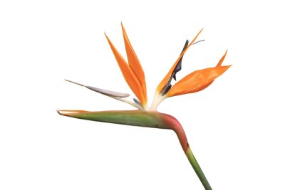 Papier peint  Fleur de Strelitzia