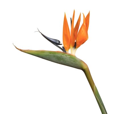 Papier peint  Fleur de Strelitzia