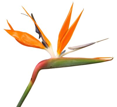 Papier peint  Fleur de Strelitzia	