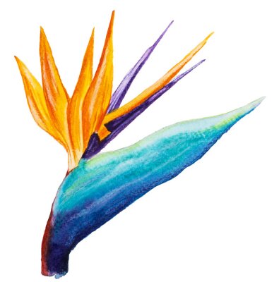 Papier peint  Fleur de Strelitzia à l&#39;aquarelle sur fond blanc