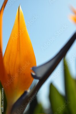 Papier peint  Fleur de Strelitzia Afrique du Sud