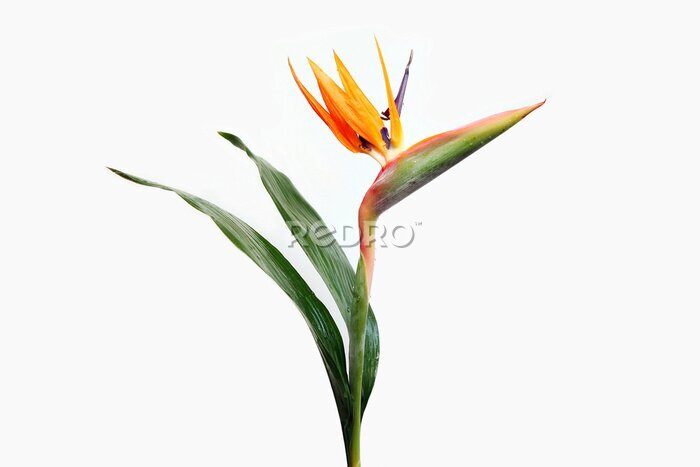 Papier peint  Fleur de Strelitzia aux feuilles vertes