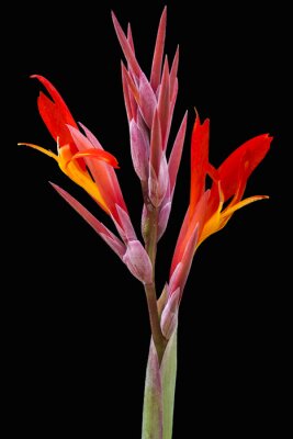 Papier peint  Fleur de Strelitzia, Bird Paradise.