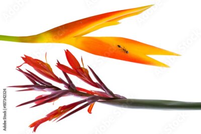 Papier peint  Fleur de Strelitzia, Bird Paradise,