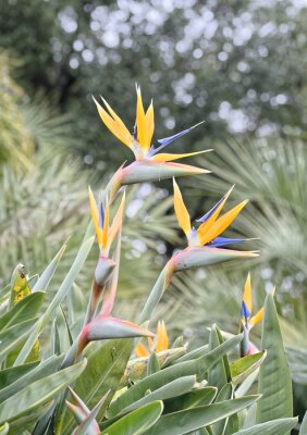 Papier peint  fleur de strelitzia dans un jardin