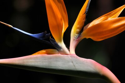 Papier peint  Fleur de Strelitzia en fleur sur fond noir