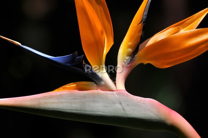 Papier peint  Fleur de Strelitzia en fleur sur fond noir