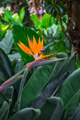 Papier peint  Fleur de Strelitzia (fleur d'oiseau de paradis) sur fond de végétation de jungle verte