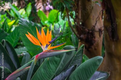 Papier peint  Fleur de Strelitzia (fleur d'oiseau de paradis) sur fond de végétation de jungle verte