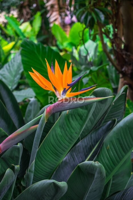 Papier peint  Fleur de Strelitzia (fleur d'oiseau de paradis) sur fond de végétation de jungle verte