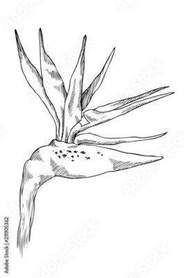 Papier peint  Fleur de strelitzia graphique. Feuilles et fleurs exotiques de vecteur isolés sur fond blanc. Page de livre de coloriage pour adultes et enfants. Style dessiné à la main