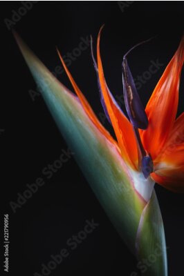 Papier peint  Fleur de strelitzia isolée sur fond noir