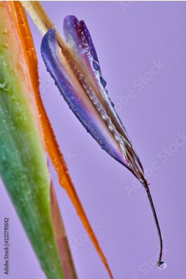 Papier peint  Fleur de Strelitzia macro Détail sur un fond violet
