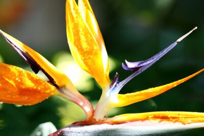 Papier peint  fleur de strelitzia, oiseau de paradis