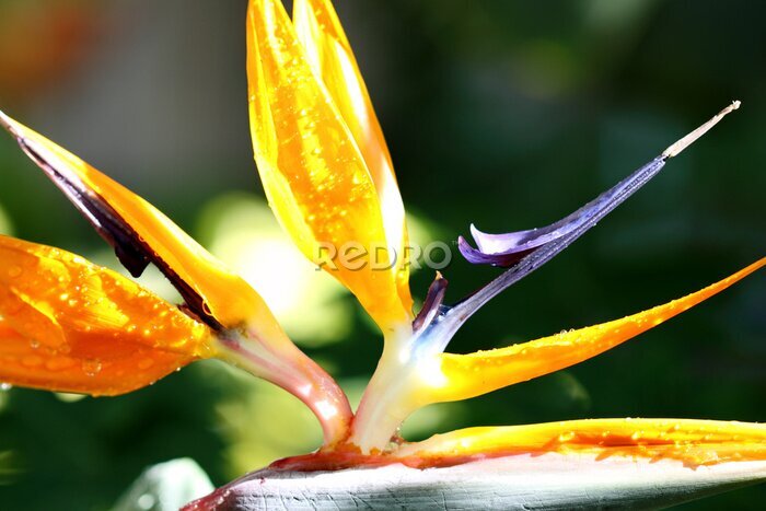 Papier peint  fleur de strelitzia, oiseau de paradis