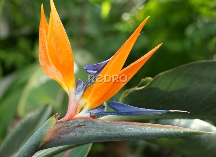 Papier peint  fleur de strelitzia, oiseau de paradis