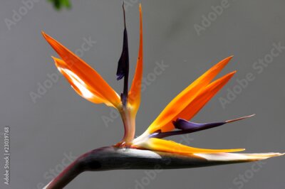 Papier peint  fleur de strelitzia, oiseau du paradis